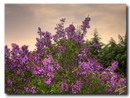 یاس خوشه ای